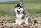 CHIEN FINNOIS DE LAPONIE 502